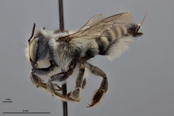 Media type: image;   Entomology 791017 Aspect: habitus lateral view